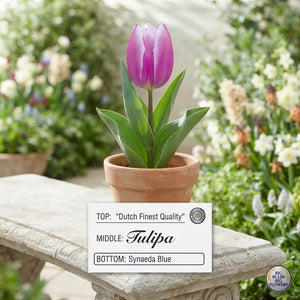 Tulipa Triumph ‘Synaeda Blue’ Flower Bulbs – 7 Bulbs