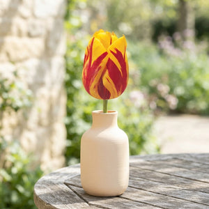 Tulip ‘Washington’ Triumph Bulbs – 12/+ Size