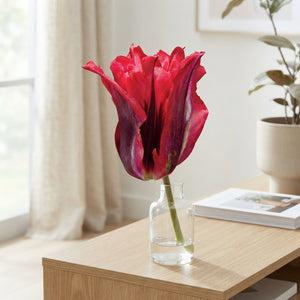 Tulipa Viridiflora ‘Esperanto’ Flower Bulbs – Pack of 7