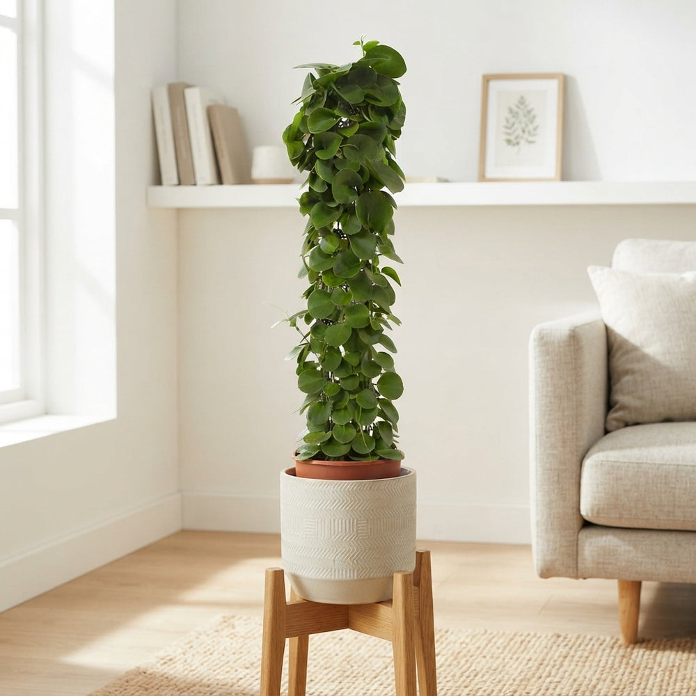 Cissus rotundifolia on Moss Pole – 24cm Pot