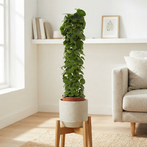 Cissus rotundifolia on Moss Pole – 24cm Pot