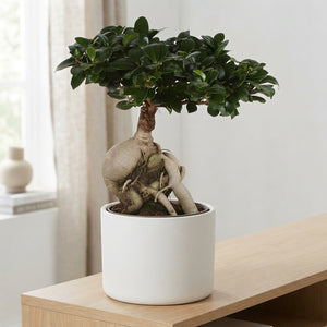 Ficus Ginseng Bonsai – 24cm Ceramic Pot, 50cm High