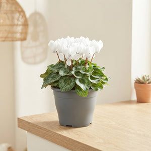 Mixed Small-Flowered Cyclamen (Cyclamen persicum) – 19cm Patio Bowl