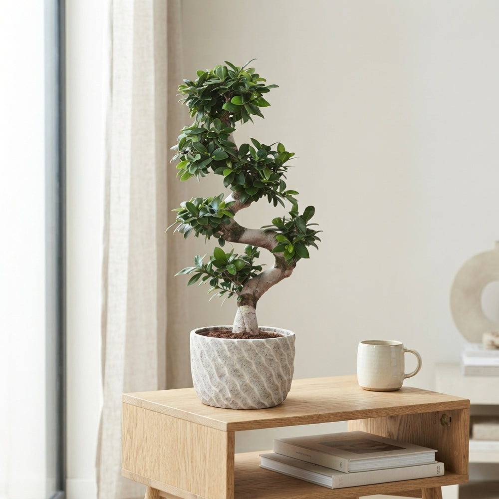 Ficus Ginseng Bonsai (Ficus microcarpa) – 27cm Ceramic Pot