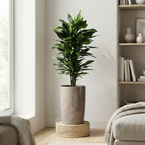 Corn Plant (Dracaena fragrans) – 33cm Pot, 160cm High