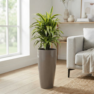 Lemon Lime Corn Plant (Dracaena fragrans) – 33cm Pot, 140cm High