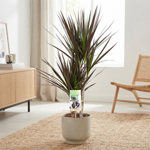 Dragon Tree (Dracaena marginata) – 17cm Pot, 70cm
