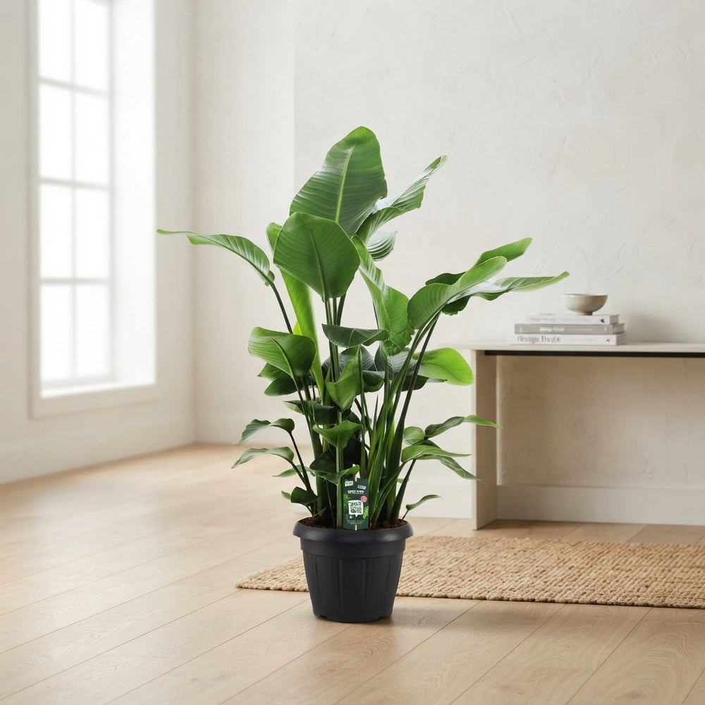 White Bird of Paradise (Strelitzia nicolai) – 35cm Pot, 140cm High