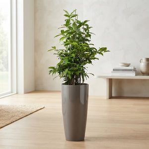 Dracaena surculosa Green Bush Tree – 33cm Pot, 140cm High