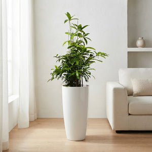 Dracaena surculosa ‘Santorini’ – 33cm Pot, 140cm High