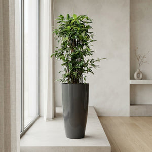 Dracaena surculosa Green Houseplant – 33cm Pot, 140cm High