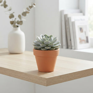 Mixed Echeveria Succulent – 5.5cm Pot