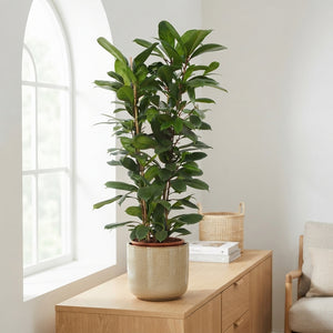 Ficus Cyathistipula – 27cm Pot, Approx. 110cm
