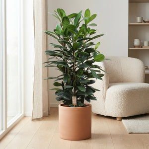 Ficus Cyathistipula – 34cm Pot, 140cm High