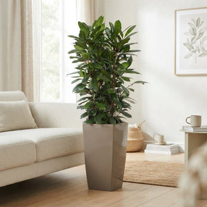 Ficus cyathistipula Houseplant – 40cm Pot, Approx. 180cm