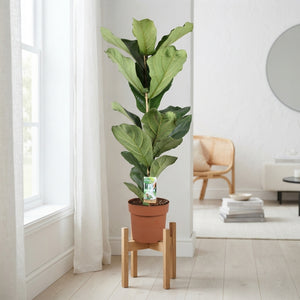 Fiddle Leaf Fig (Ficus lyrata) – 21cm Pot, 110cm High