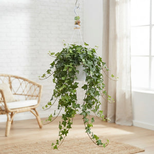 Trailing English Ivy (Hedera helix) – 24cm Pot