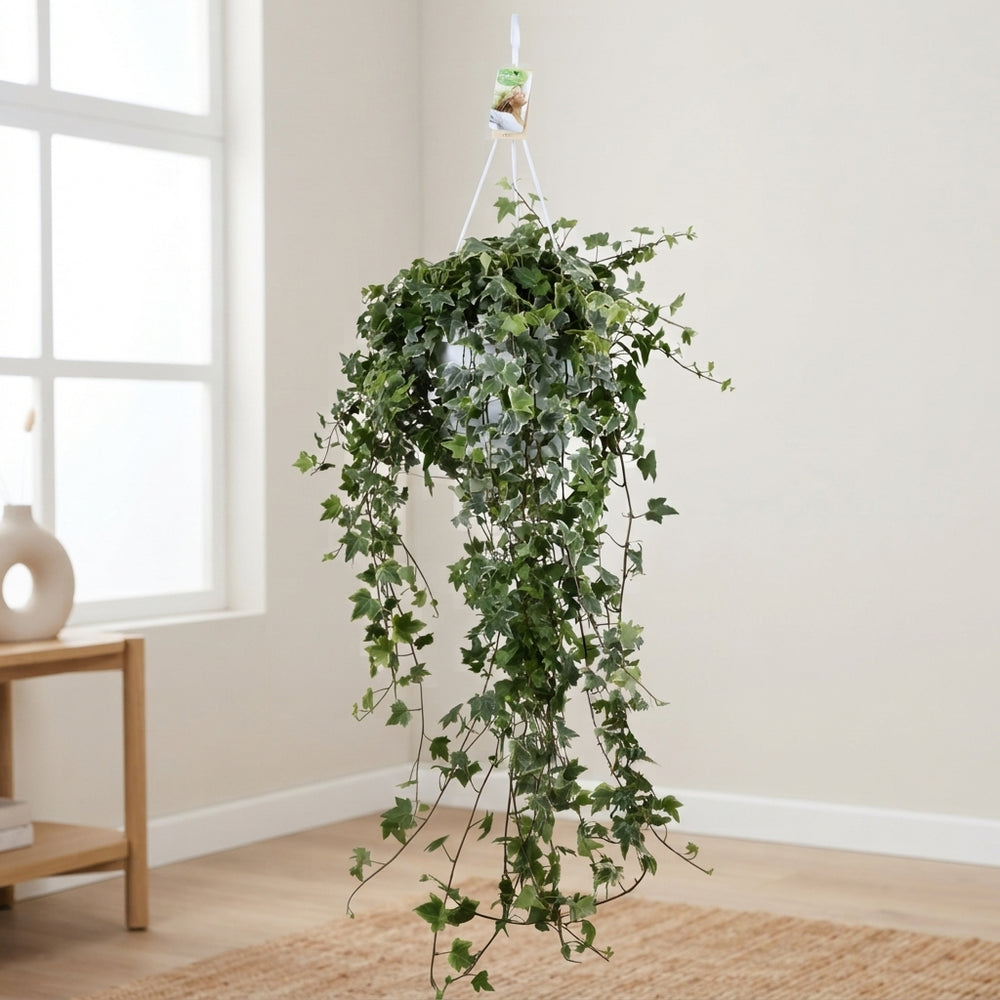 Trailing English Ivy (Hedera helix) – 24cm Pot