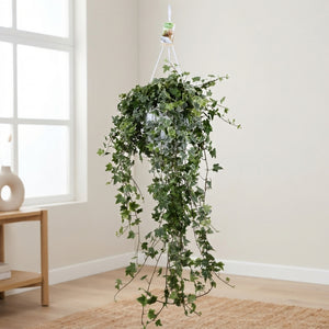 Trailing English Ivy (Hedera helix) – 24cm Pot