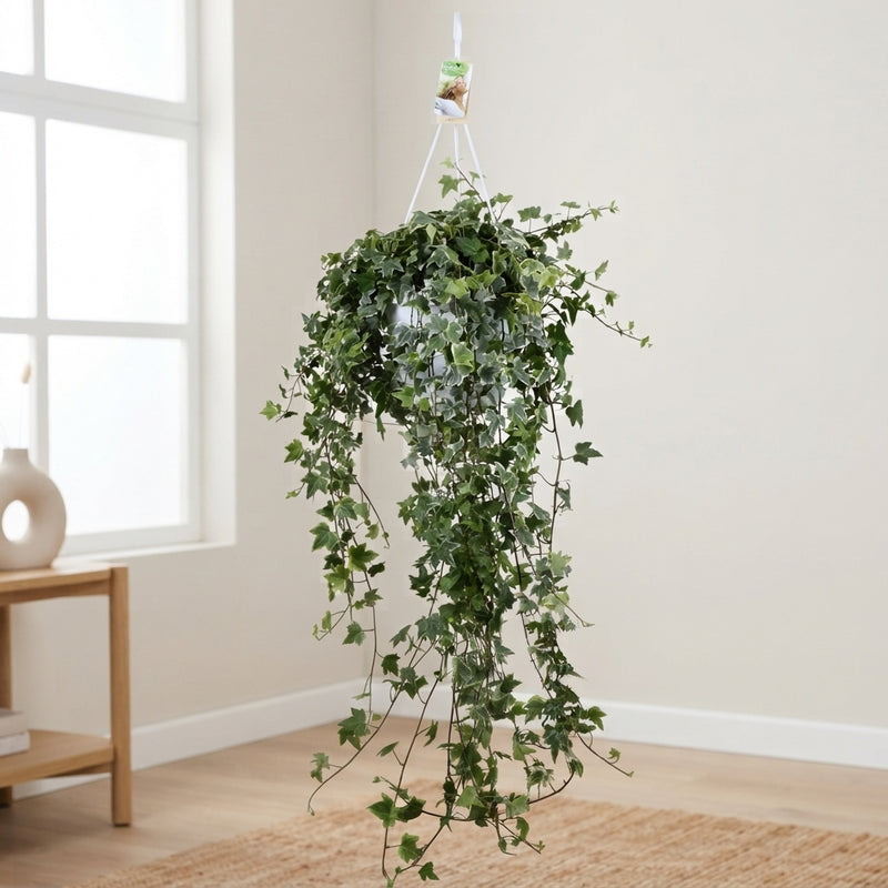 Trailing English Ivy (Hedera helix) – 24cm Pot