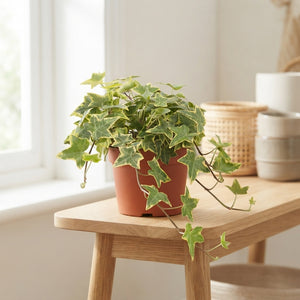 Goldchild English Ivy (Hedera helix) – 13cm Pot