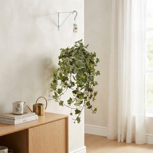 Goldchild Ivy (Hedera helix) – 24cm Pot
