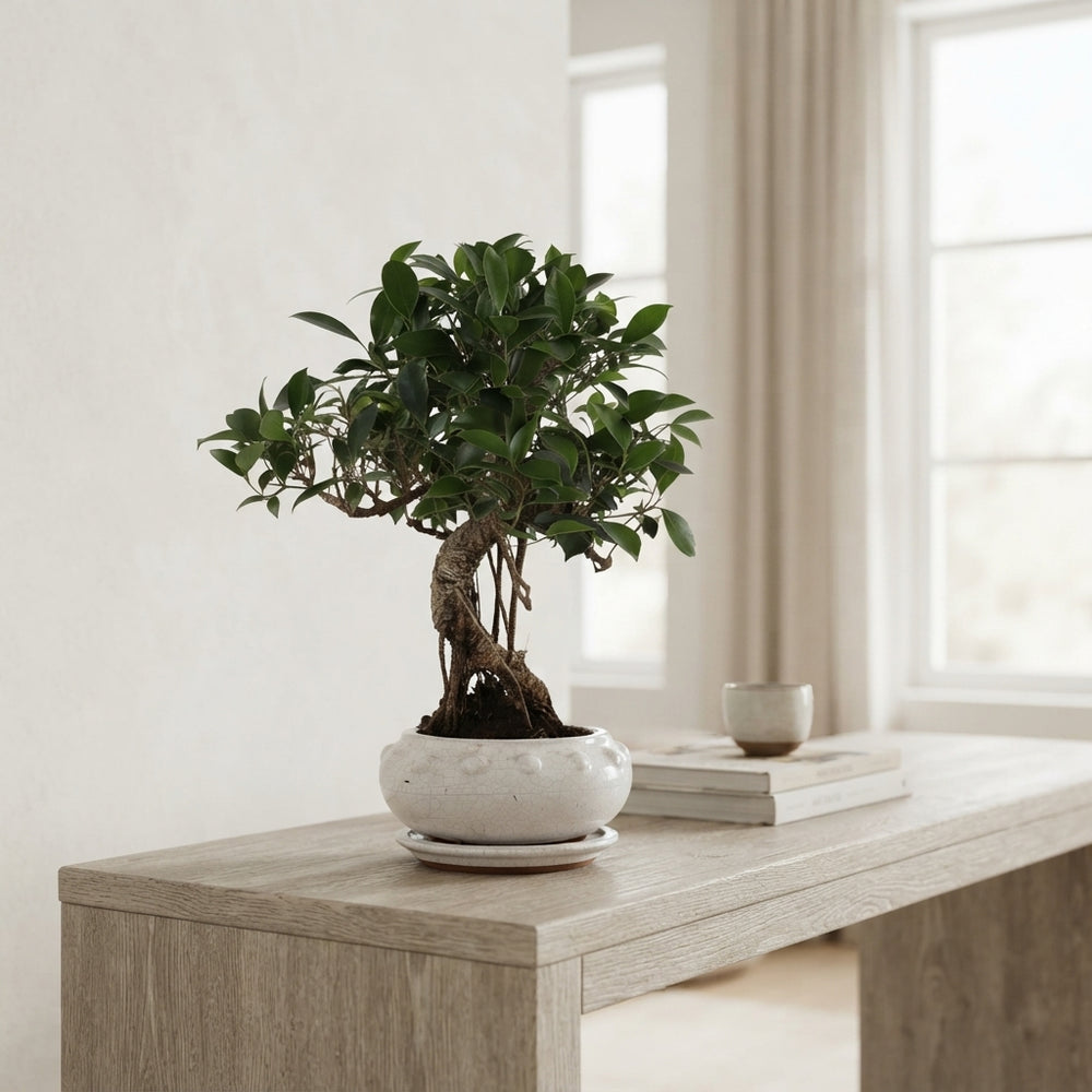 Mixed Indoor Bonsai Tree – 19cm Ceramic Pot