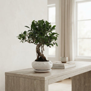 Mixed Indoor Bonsai Tree – 19cm Ceramic Pot