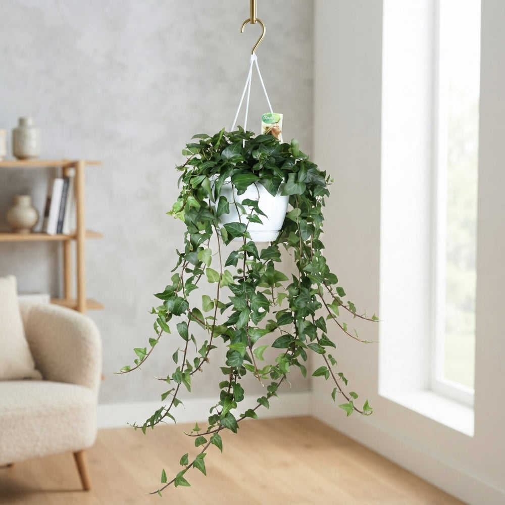 Green English Ivy (Hedera helix) – 24cm Pot