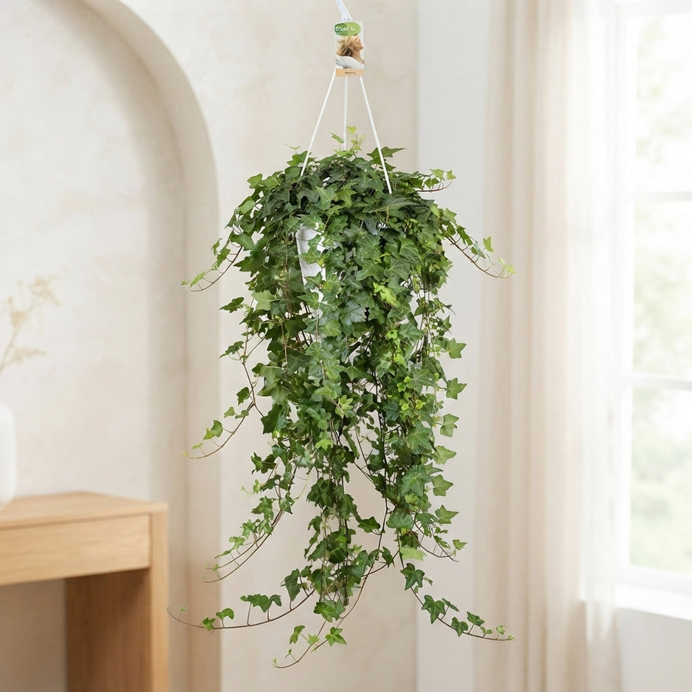 Green English Ivy (Hedera helix) – 24cm Pot