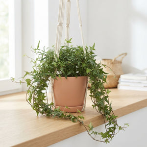 English Ivy ‘Sagittifolia’ – 13cm Pot