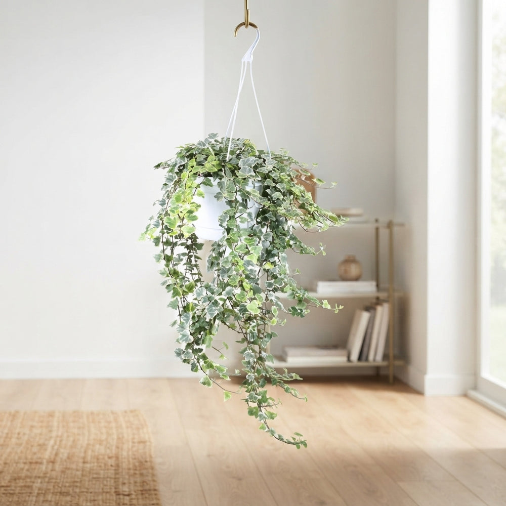 White Wonder Ivy (Hedera helix) – 24cm Pot