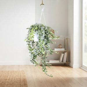 White Wonder Ivy (Hedera helix) – 24cm Pot