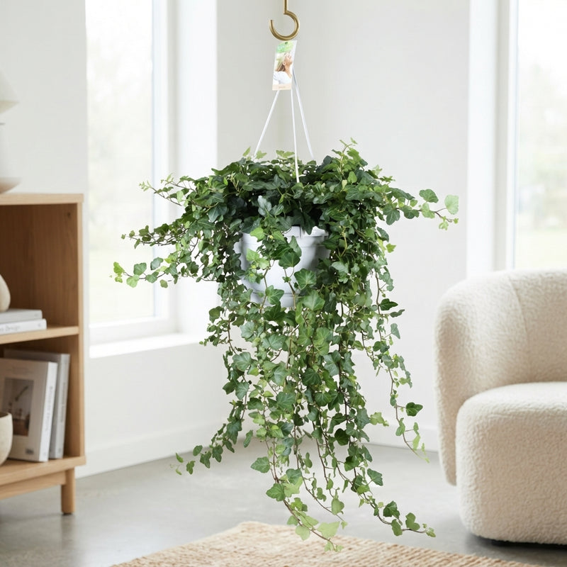 Green English Ivy (Hedera helix) – 24cm Pot
