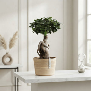 Ginseng Ficus Bonsai (Ficus microcarpa) – 18cm Pot