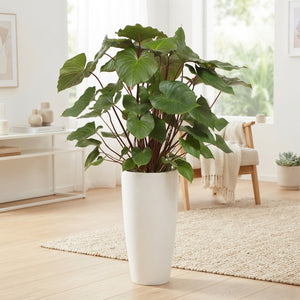 Homalomena ‘Ru Maggy’ Houseplant – 33cm White Santorini Pot, 170cm