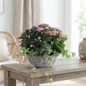 Mand Willow Arrangement – 29cm Ornamental Pot
