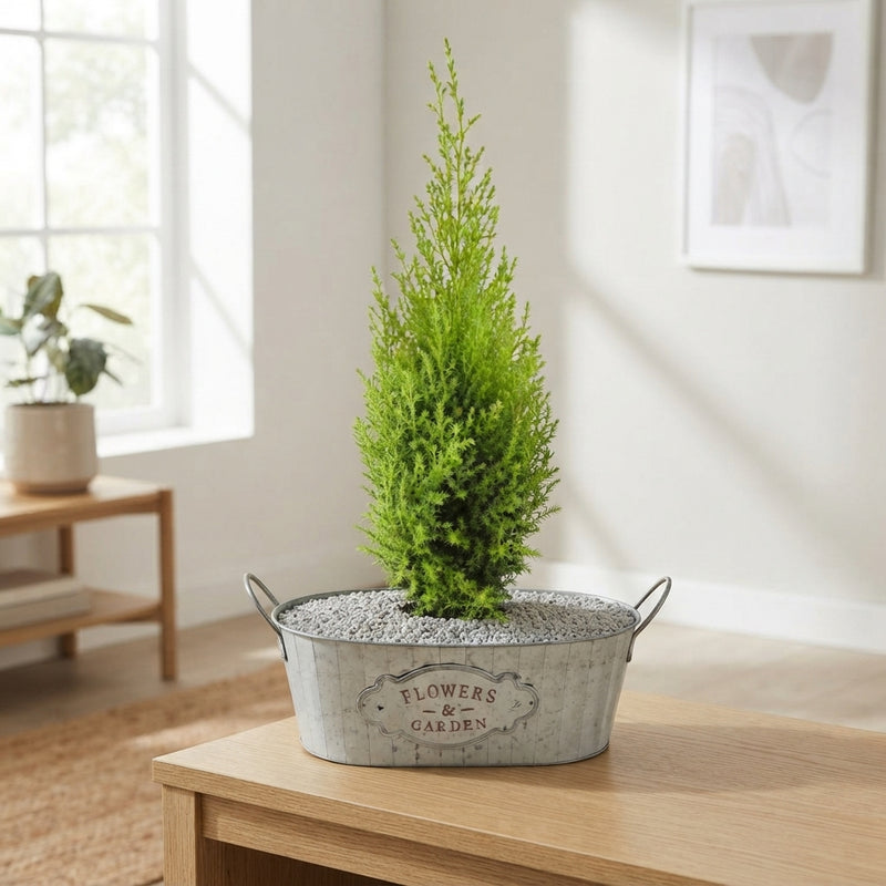 Zinc Bowl Plant Arrangement – 30cm