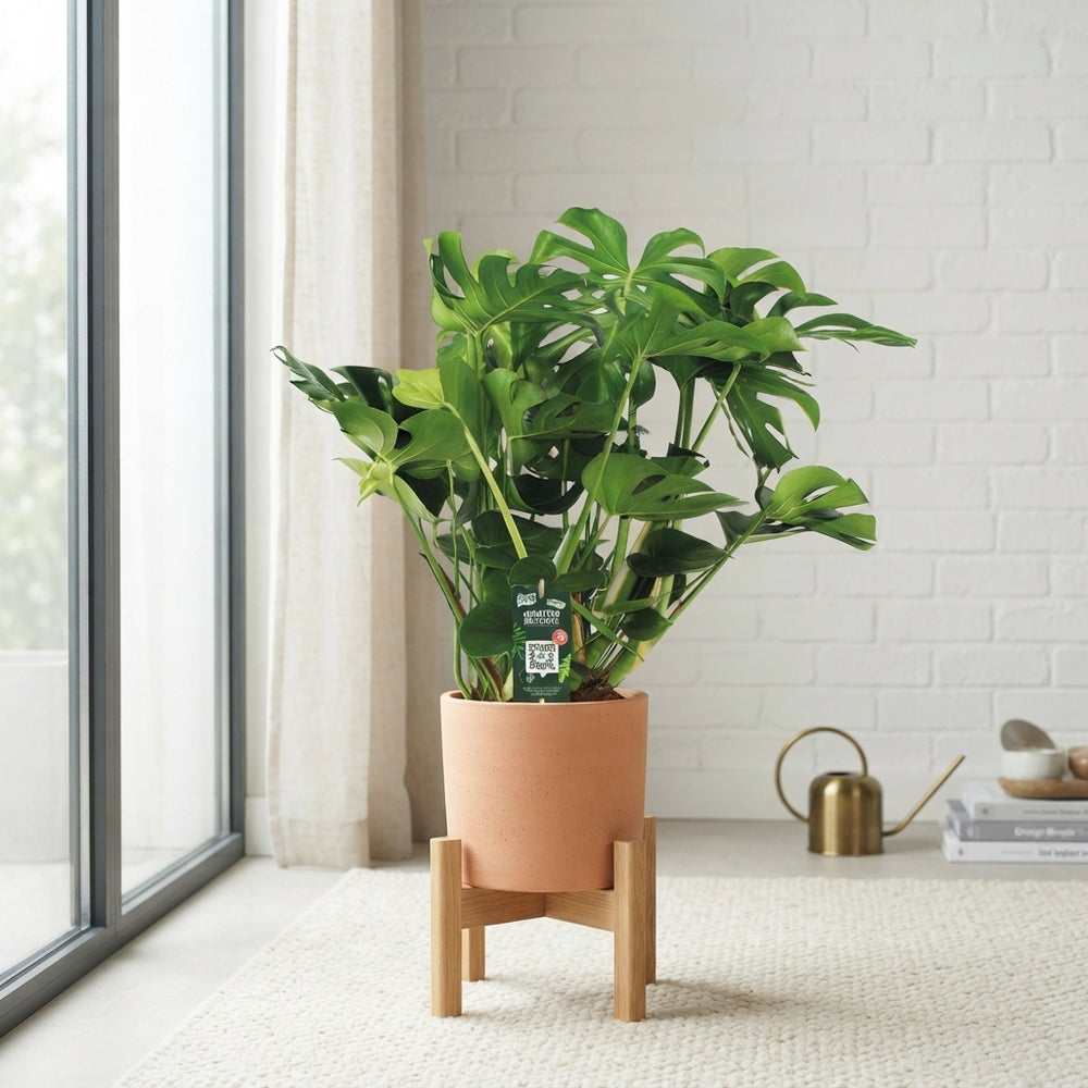 Swiss Cheese Plant (Monstera deliciosa) – 35cm Pot