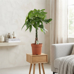 Mixed Green Houseplant – 21cm Pot, 70cm High