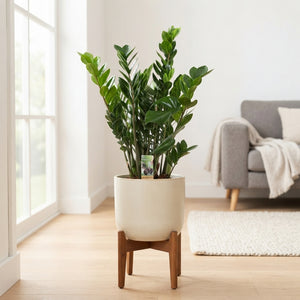 Mixed Green Houseplant – 21cm Pot, 70cm High