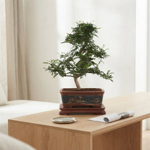 Indoor Zanthoxylum Bonsai – 40cm Ceramic Pot