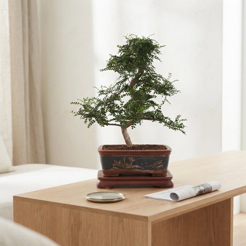 Indoor Zanthoxylum Bonsai – 40cm Ceramic Pot
