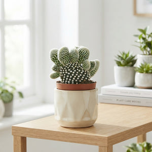 White-Spined Bunny Ears Cactus (Opuntia microdasys albispina) – 8.5cm Pot
