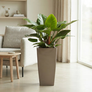 Philodendron Imperial Green – 33cm Pot, Approx. 110cm Height