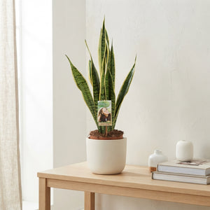 Snake Plant (Sansevieria trifasciata 'Laurentii') – 17cm Pot