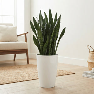 Sansevieria zeylanica Snake Plant – 29cm Santorini Pot