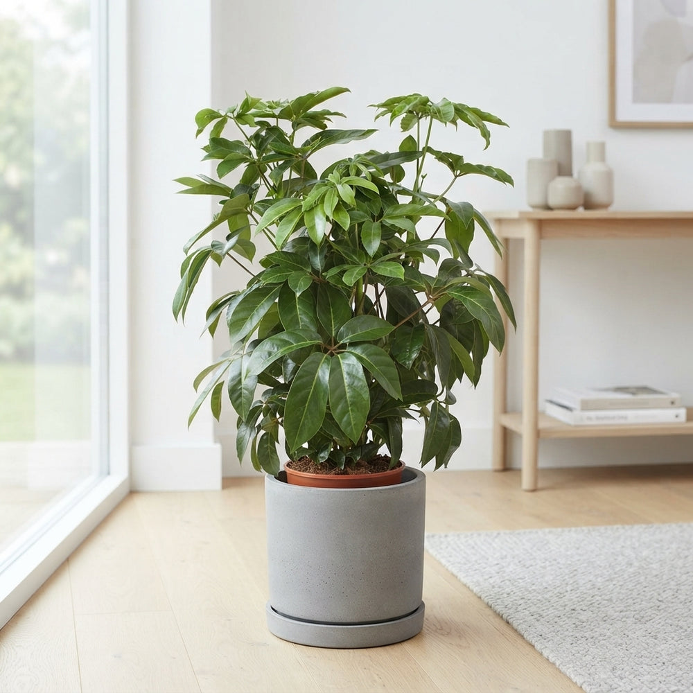 Schefflera Amate Umbrella Tree – 30cm Pot, 130cm High