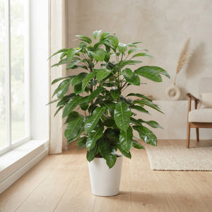 Schefflera ‘Amate’ Umbrella Tree – 29cm Pot, 110cm Tall