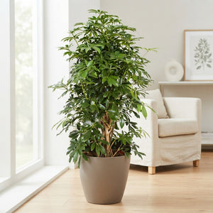 Dwarf Umbrella Tree (Schefflera arboricola) – 42cm Pot
